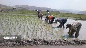 زخم هایی که التیامشان به هورالعظیم جان می دهند