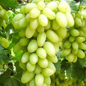 فخر و لعل؛ جواهرات خوردنی شاهرود