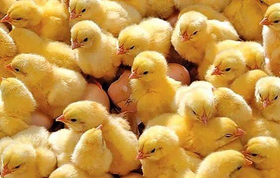 کمبودی در بازار مرغ خراسان شمالی وجود ندارد 