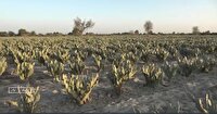 جنوب سیستان و بلوچستان، مرکز تازه‌ای برای پرورش گیاهان دارویی