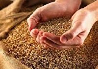 تامین و توزیع ۵ هزار و ۶۰۰ تن بذر گندم در کهگیلویه و بویراحمد
