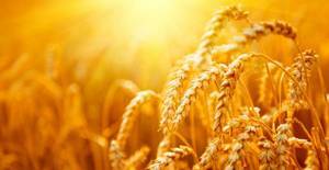 ردیابی و پایش آفات مزارع گندم استان بوشهر