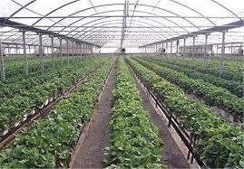 افتتاح نمادین طرحهای گلخانهای در رودبار جنوب افتتاح نمادین طرحهای گلخانهای در رودبار جنوب