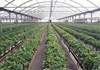 افتتاح نمادین طرح‌های گلخانه‌ای در رودبار جنوب
