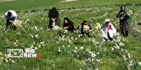 آغاز برداشت گل نرگس از نرگس زارهای لرستان