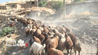 طرح پلاک‌گذاری دام در کردستان شدت می گیرد
