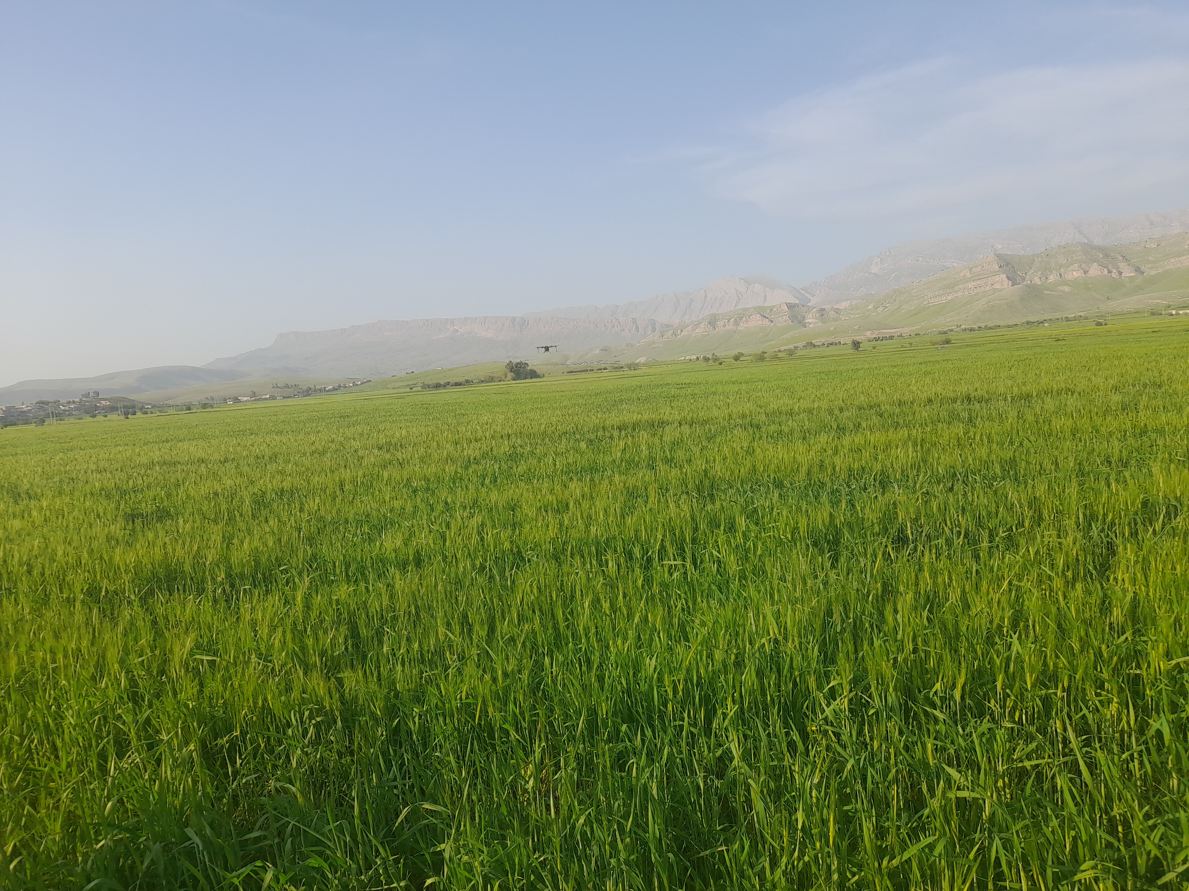 وضعیت بحرانی زمین های کشاورزی سر پل ذهاب