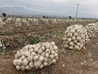 بازار پیاز، اشک کشاورزان را در آورد