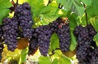 آغاز برداشت انگور یاقوتی از تاکستان‌های گیلانغرب