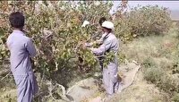 برداشت پسته در خاش