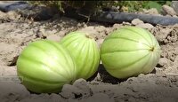 شهرستان زهک قطب تولید پشمک سیستان و بلوچستان