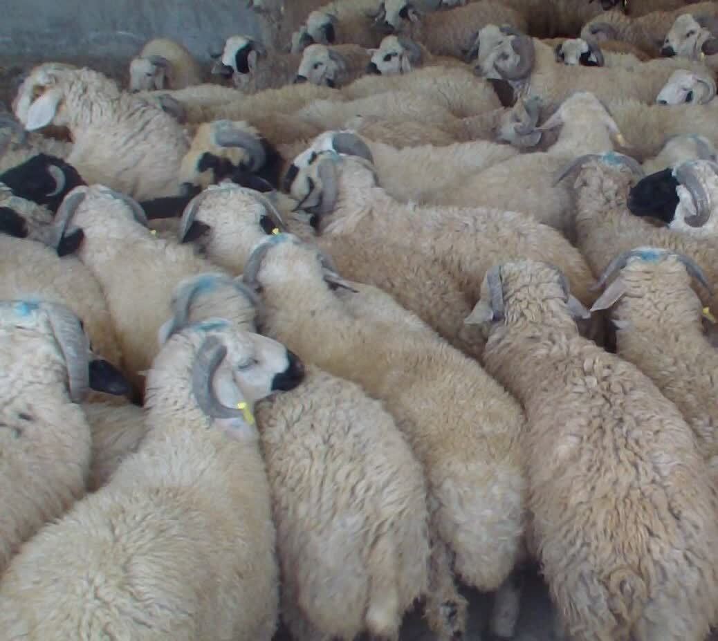 کشف ۱۰ میلیاردی احشام قاچاق در سرپلذهاب کشف ۱۰ میلیاردی احشام قاچاق در سرپلذهاب