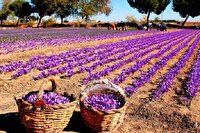 برداشت زعفران در مزارع بخش گهواره آغاز شده