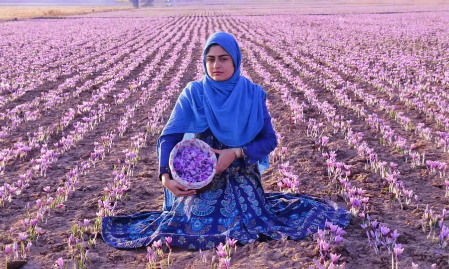 زعفران، میراثی کهن برای آیندگان زعفران، میراثی کهن برای آیندگان