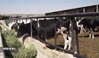 اجرای طرح افزایش جمعیت دامی در کردستان
