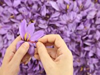 برداشت ۶۵۰ کیلوگرم زعفران از مزارع کبودراهنگ