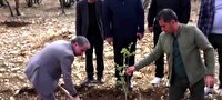 کاشت درخت؛ زیر سایه مهر مادر
