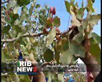 باغ صدساله پسته در بام و صفی‌آباد هنوز بذر زندگی می‌دهد