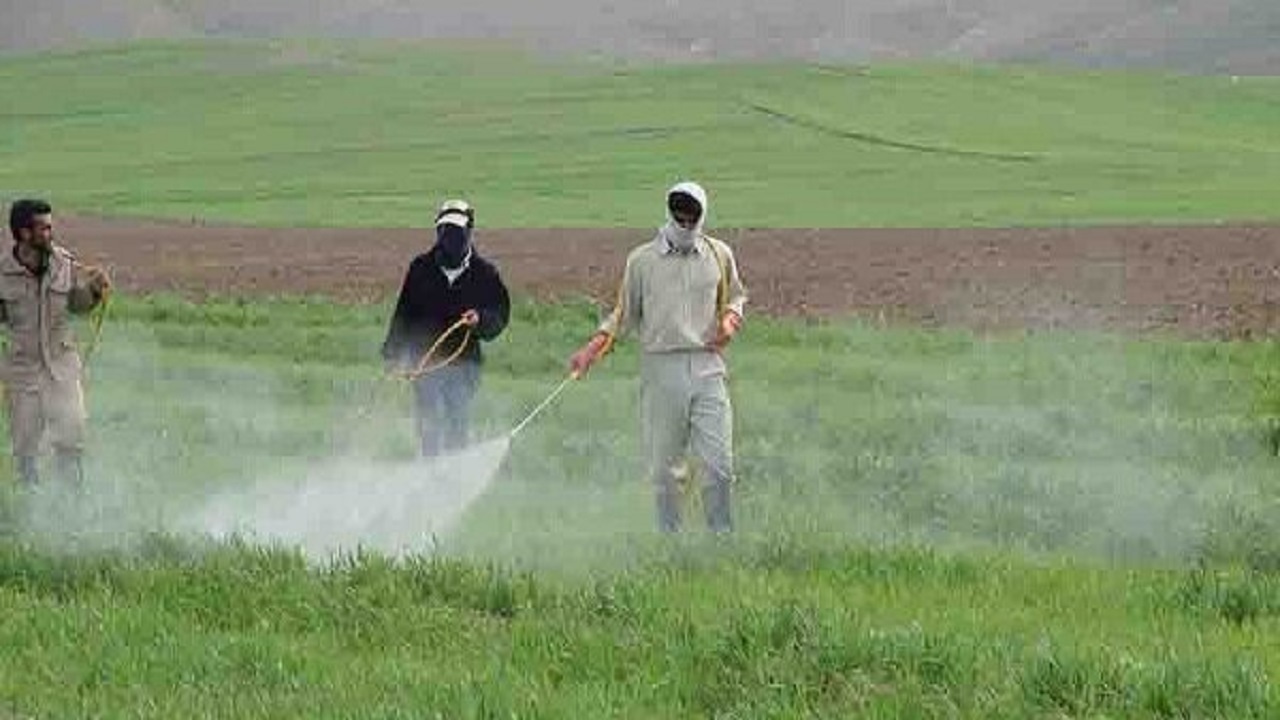 تاکید بر سمپاشی مزارع گندم اردبیل