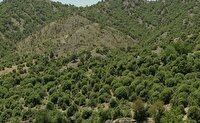 آغاز پایش ۲۸۰ هزار هکتار جنگل در کهگیلویه و بویراحمد