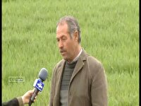 هشدار شیوع آفتِ زردِ گندم در مزارع خراسان شمالی 