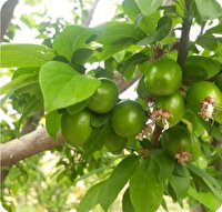 برداشت نوبرانه گوجه‌سبز در گرمسار