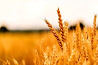 پیش‌بینی برداشت بیش از سه هزار تن گندم از آبادان
