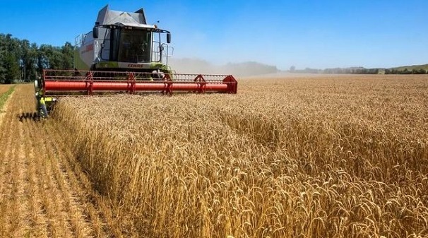 اعلام نرخ امسال خرید تضمینی گندم