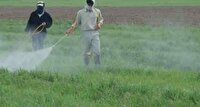مبارزه گسترده با علف‌های هرز در بیش از ۱۴ هزار هکتار از غلات خراسان شمالی