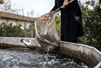 توزیع ۵۵۰ هزار قطعه بچه ماهی بین بهره برداران خراسان جنوبی 