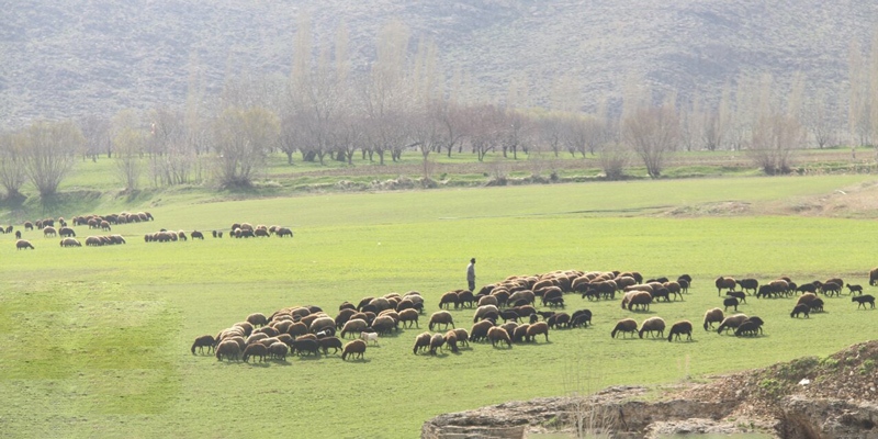 ممنوعیت ورود دام به مراتع آذربایجان‌غربی تا ۱۵ اردیبهشت