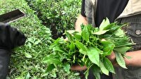 پیش‌بینی افزایش برداشت چای تا ۲۰۰ تن در کلارآباد