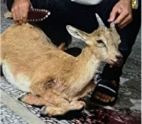 متلاشی شدن باند شکار غیرمجاز در آمل
