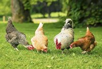 واکسینه کردن ۹۳۱ هزار قطعه طیور بومی در چهارمحال و بختیاری