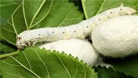 توزیع ۶۰ جعبه تخم کرم ابریشم بین نوغانداران روستای قولان جلفا