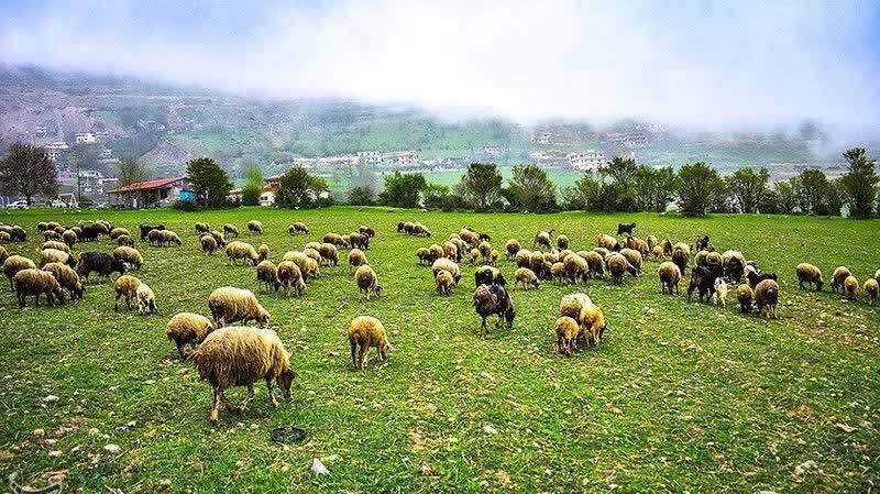 مدیریت پروانه چرا برای ۸۲ هزار هکتار از اراضی بروجرد