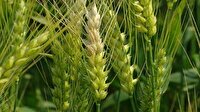 لزوم سمپاشی برای گندم و سیب زمینی هایی که دیر کاشته شده است