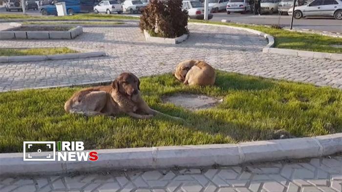 جولان سگهای ولگرد معضل قدیمی شهر سنندج جولان سگهای ولگرد معضل قدیمی شهر سنندج