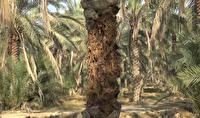 برگزاری رزمایش کنترل عوامل خسارت‌زای نخیلات