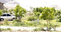 ۱۰ هزار اصله نهال در استان البرز، کاشته می شود