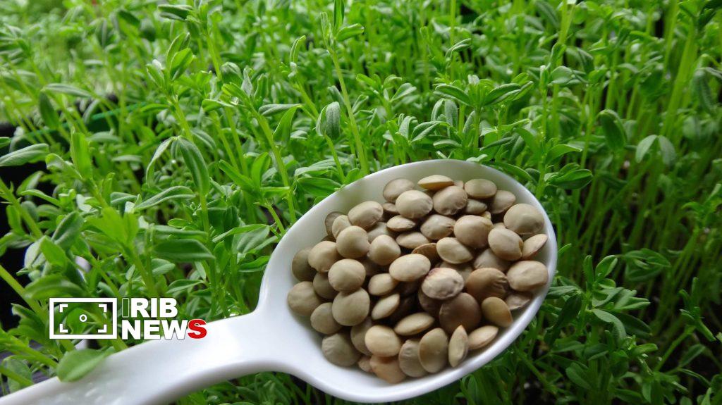 آغاز کشت عدس در شهرستان ورزقان