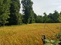 آغاز برداشت جو در سوادکوه شمالی