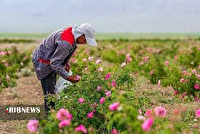 پیش‌بینی برداشت ۵۰۰ تن گل محمدی در اردبیل
