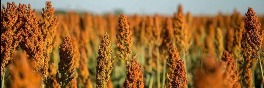 توسعه کشت سورگوم در سیستان و بلوچستان