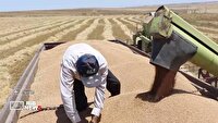 پیش بینی تولید ۱۶۰ هزار تن گندم در بیله سوار