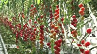 آغاز برداشت محصولات گلخانه‌ای در لرستان