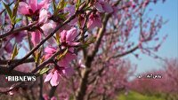 توصیه به باغداران برای بهبود کیفیت میوه