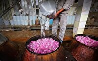 آغاز فصل گلاب‌گیری در خراسان شمالی
