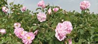 پیش بینی برداشت حدود ۳۲ تن گل محمدی در نیشابور 