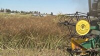 آغاز برداشت کلزا در گلستان